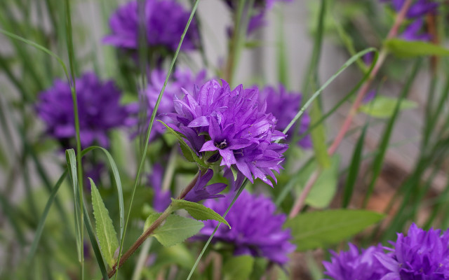 Purple flowers garden bokeh macro free wallpaper - medium preview image