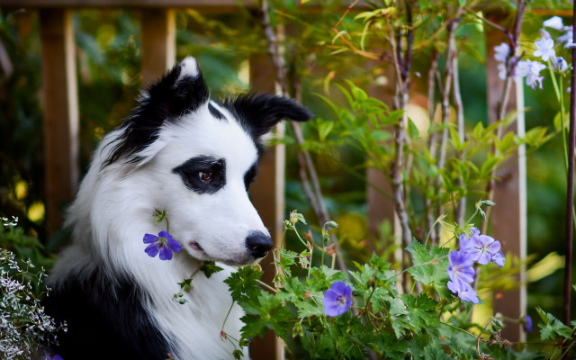 Black white dog flowers garden free wallpaper - medium preview image