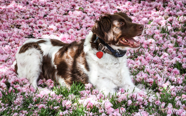 Dog pink flower field impressionist free wallpaper - medium preview image