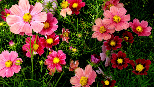 Pink red flower field bouquet free wallpaper - medium preview image