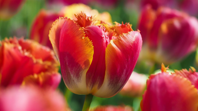 Red yellow tulip field blurry free wallpaper - medium preview image