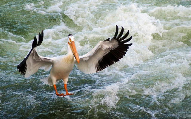Large bird water wings spread free wallpaper - medium preview image