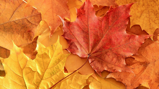 Leaf branch autumn rain umbrella free wallpaper - medium preview image