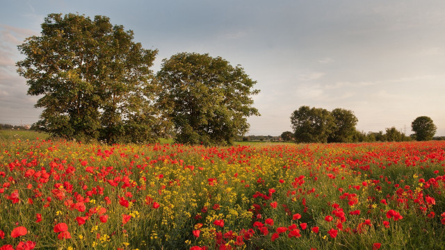 Flower field autumn trees clouds free wallpaper - medium preview image