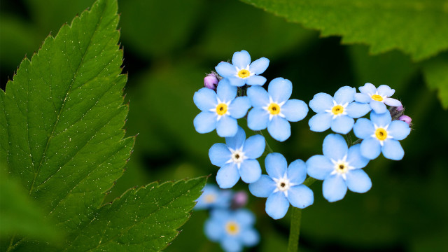 Blue flower field starry night free wallpaper - medium preview image