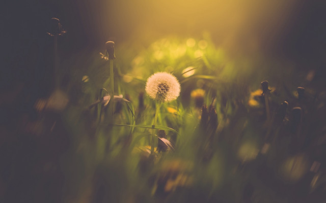 Dandelion grass sunshine nature scenery free wallpaper - medium preview image