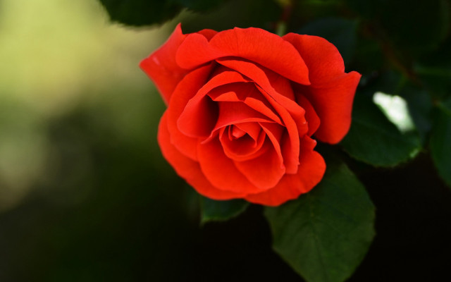 Red rose green leaves sunlight free wallpaper - medium preview image