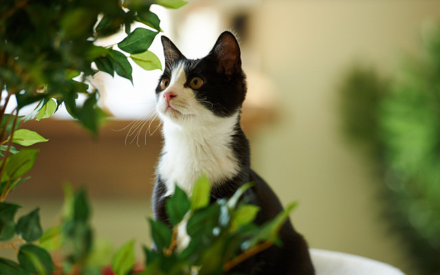 Curious black and white cat free wallpaper - medium preview image