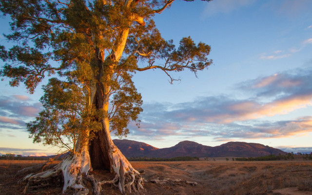 Large tree australian forest sunset free wallpaper - medium preview image