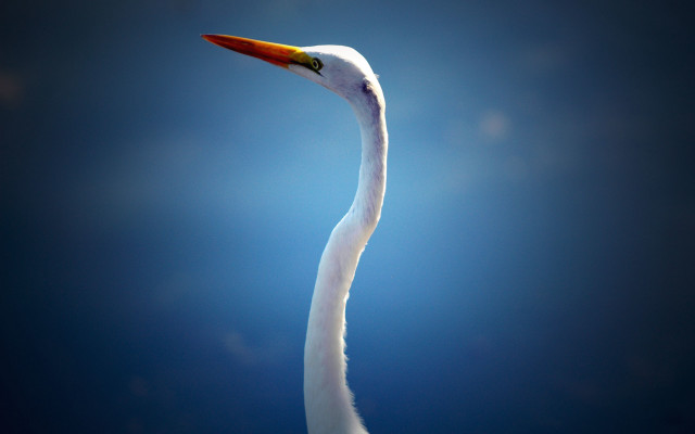 White bird long neck macro free wallpaper - medium preview image