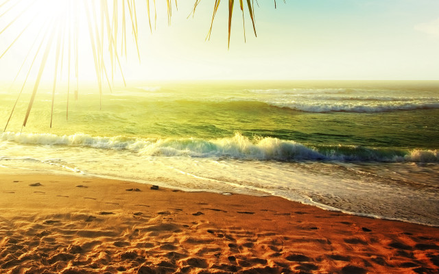 Beach waves palm branch orange #2 free wallpaper - medium preview image