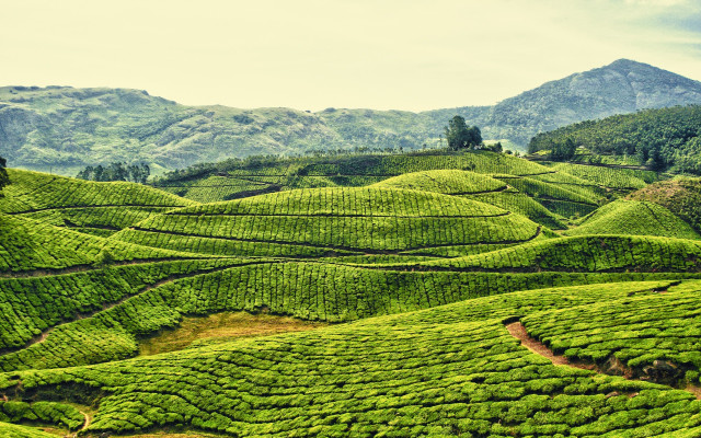 Lush hillside mountains tiltshift saturated free wallpaper for desktop - medium preview image