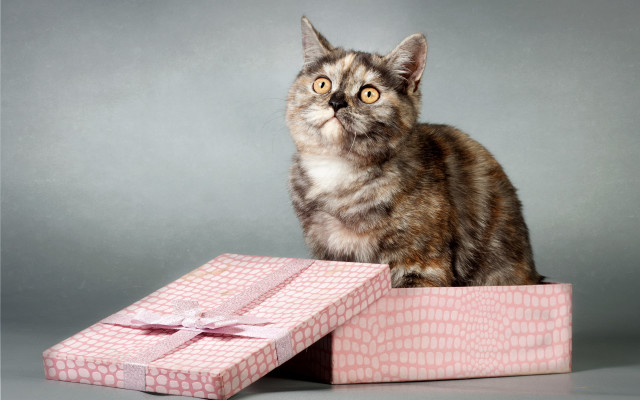 Cat pink box bow gray free wallpaper - medium preview image