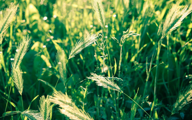 Green grass field with white free wallpaper - medium preview image