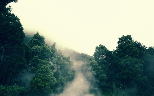 Foggy forest cows nature matte free wallpaper - medium preview image