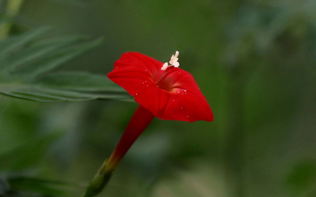Red flower green background white free wallpaper - medium preview image