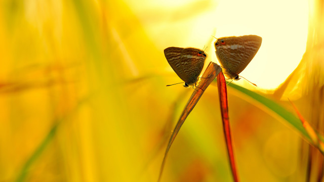 Butterflies tall grass sunset macro free wallpaper - medium preview image