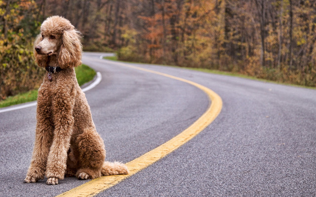 Poodle woods road trees photorealistic free wallpaper - medium preview image