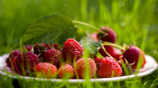 Berries grass impressionist bowl fruit free wallpaper - medium preview image