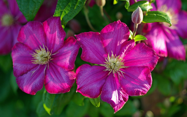 Pink flower bokeh leaves stem free wallpaper - medium preview image