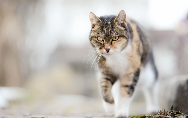 Cat walking sidewalk daylight blurry free wallpaper - medium preview image