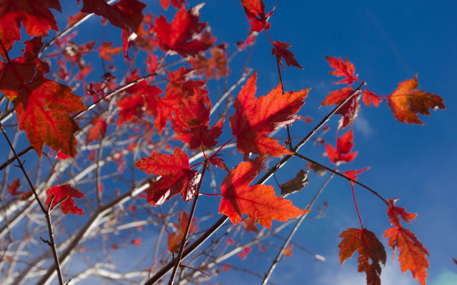 Red leaves blue sky autumn free wallpaper - medium preview image
