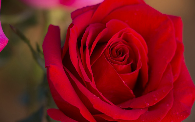 Red rose water droplets macro #20 free wallpaper - medium preview image