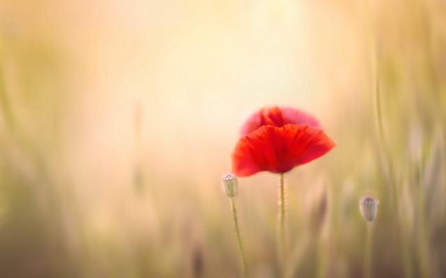 Red flower field grass sunshine free wallpaper - medium preview image