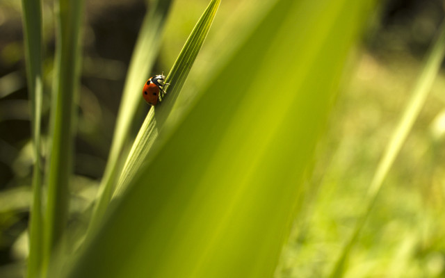 Ladybug green leafy plant sunlight free wallpaper - medium preview image