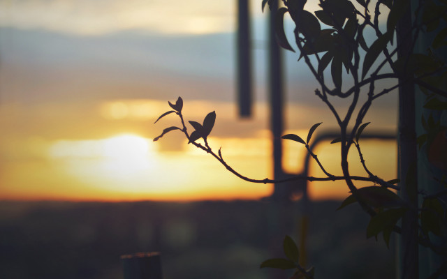 Silhouetted branch leaves sunset windchimes free wallpaper - medium preview image