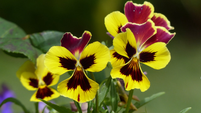 Flowers in grass with butterfly free wallpaper - medium preview image