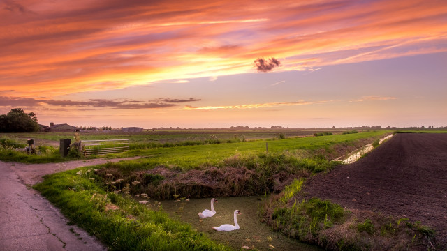 Swans field sunset pink sky free wallpaper - medium preview image
