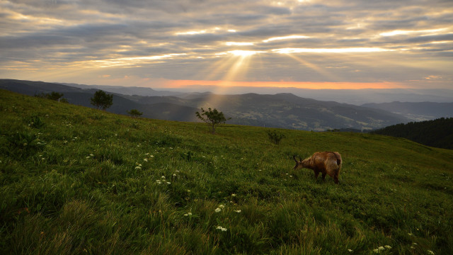 Cow grazing hillside cloudy sky free wallpaper - medium preview image