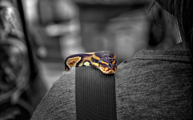 Snake cobra woman back blurry free wallpaper - medium preview image