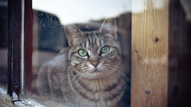 Black cat green eyes window #4 free wallpaper - medium preview image