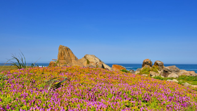 Flower field blue sky clouds free wallpaper - medium preview image