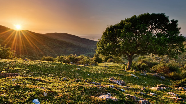 Tree hill sunset rocks landscape free wallpaper - medium preview image