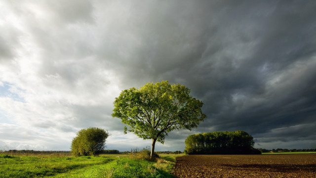Tree field cloudy sky path free wallpaper - medium preview image