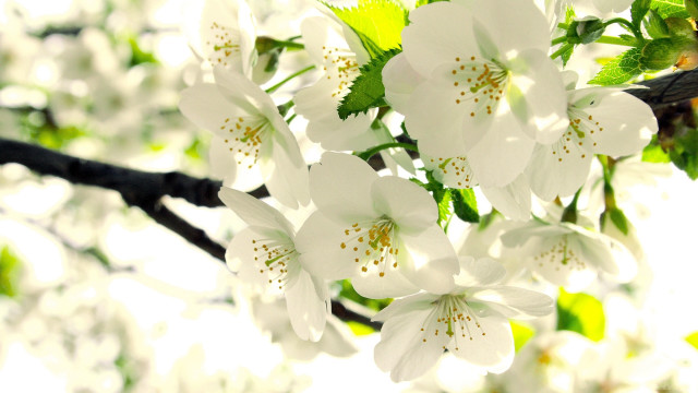 White flower branch leaves sunlight free wallpaper - medium preview image