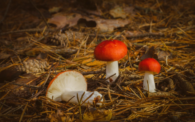 Three mushrooms woods candy apple free wallpaper - medium preview image