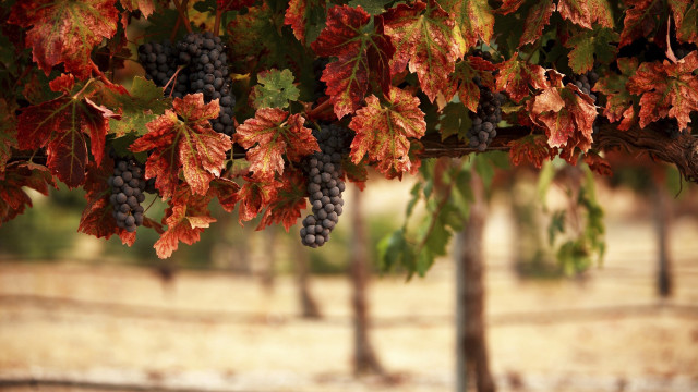 Grapes branch leaves autumn blurry free wallpaper - medium preview image