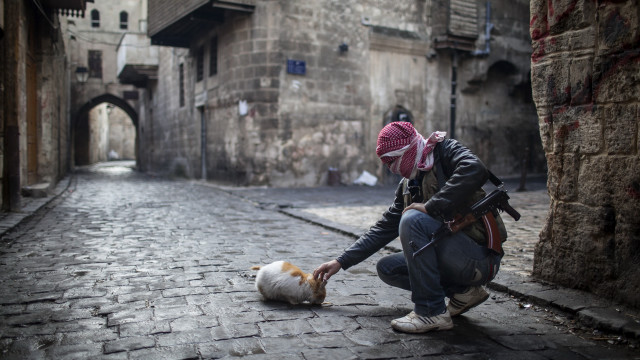 Kneeling person petting cat cobblestone free wallpaper - medium preview image
