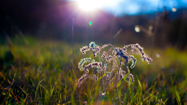 Sunlit field grass flowers bokeh free wallpaper - medium preview image