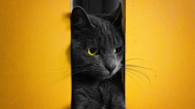 Black cat yellow eyes peeking free wallpaper - medium preview image