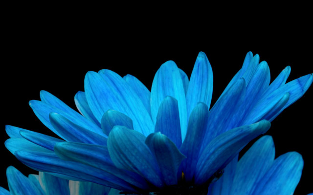 Blue flower macro photorealism celia free wallpaper - medium preview image