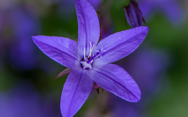 Purple flower macro fairy butterfly free wallpaper - medium preview image