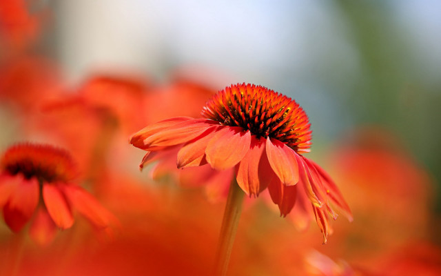 Red flower macro autumn blurry free wallpaper - medium preview image