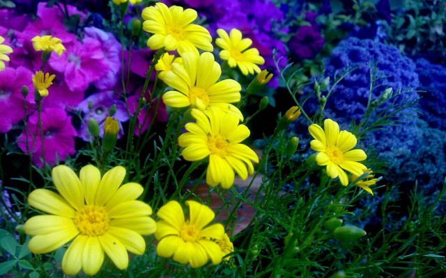 Flowers in field purple yellow free wallpaper - medium preview image