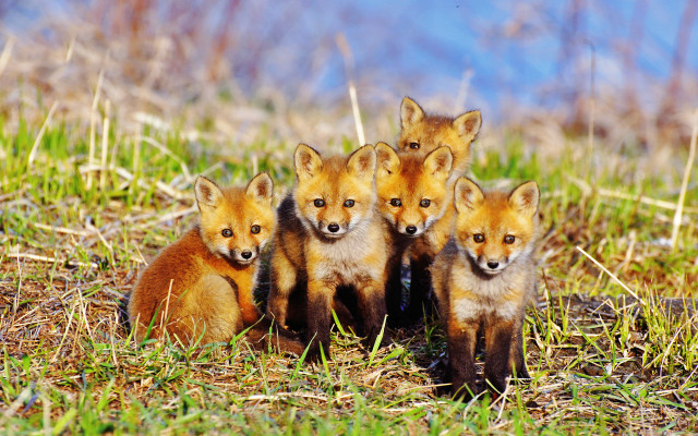 Foxes field forest wildlife nature free wallpaper - medium preview image