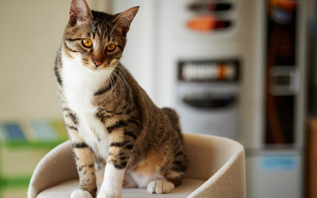 Cat chair kitchen blurry background free wallpaper - medium preview image